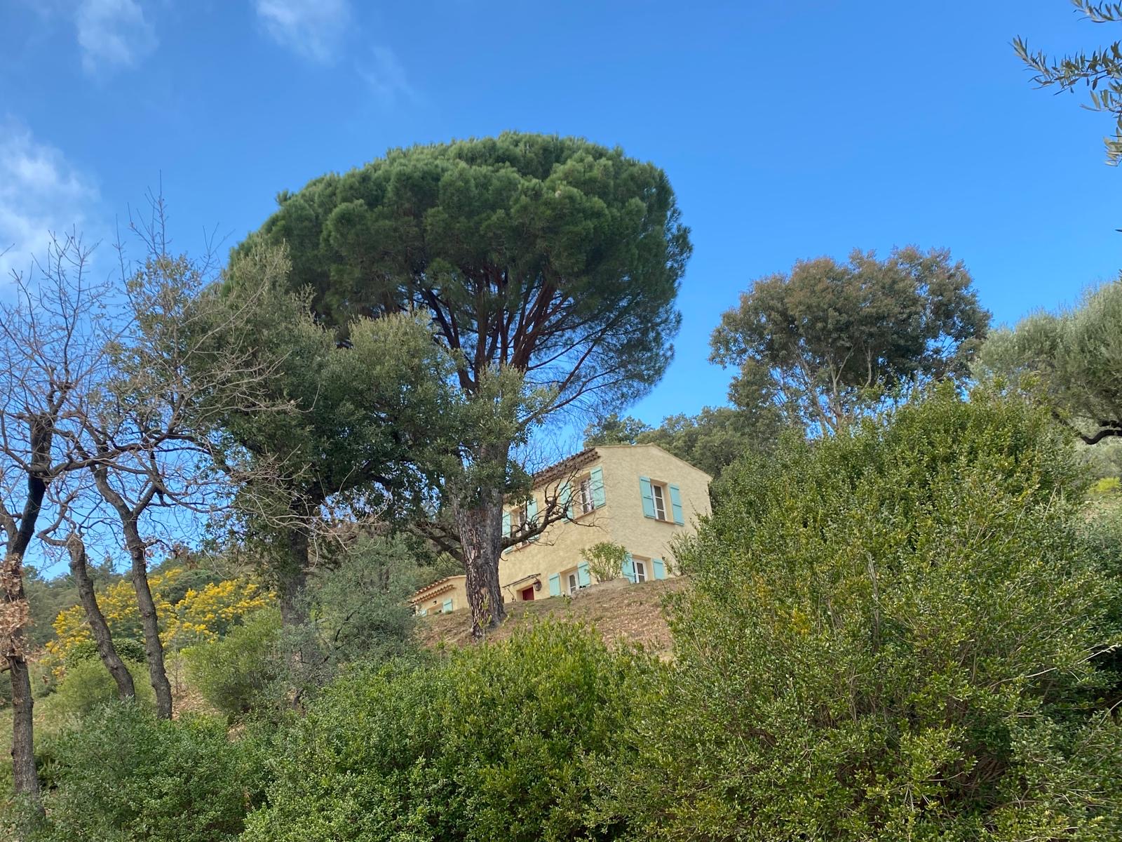 The house seen from the hillside, between pines and olive trees